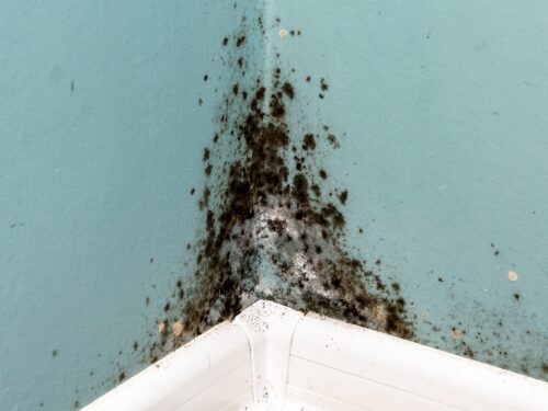 Schimmel an der Wand