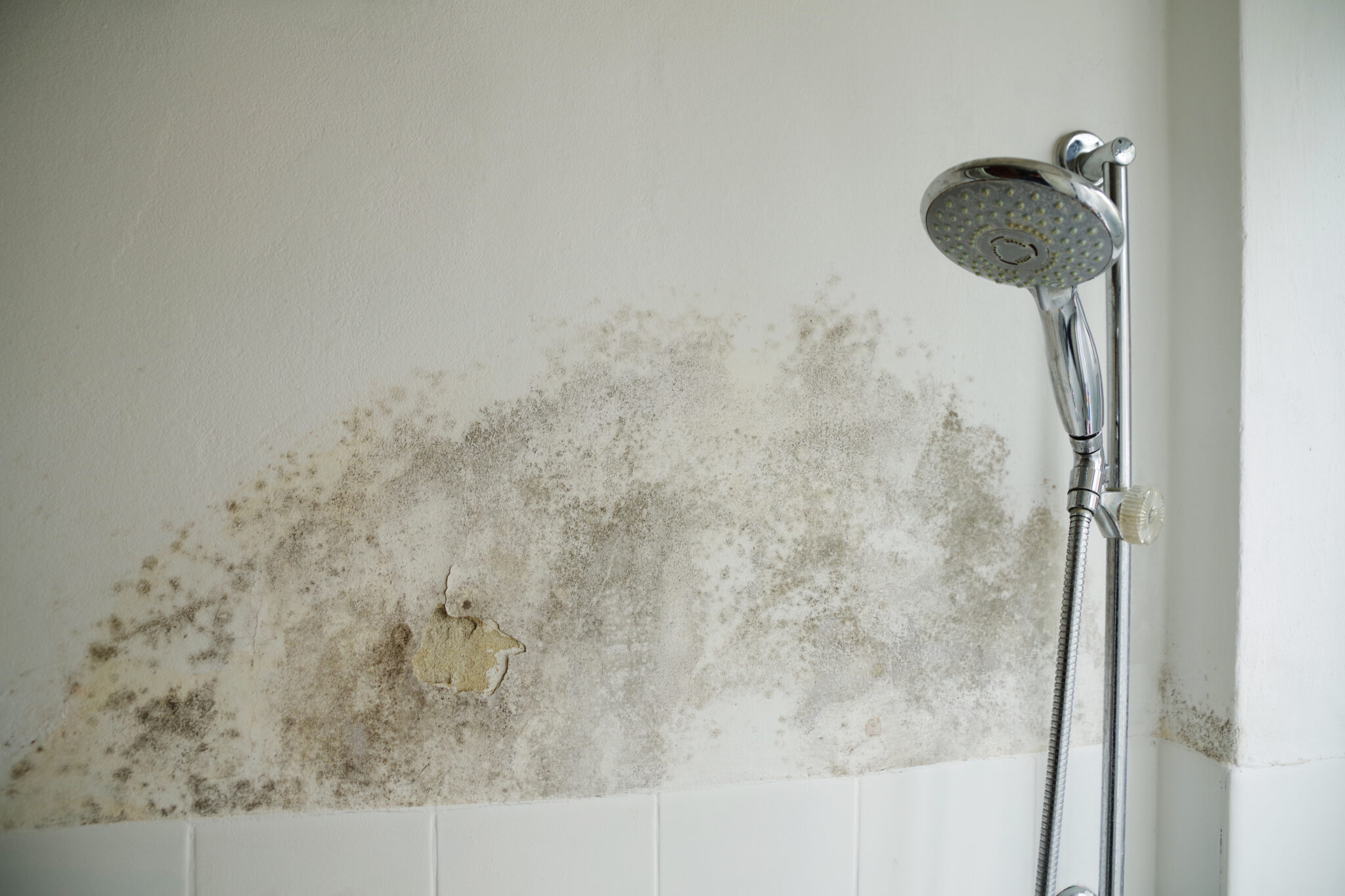 Feuchte Wand