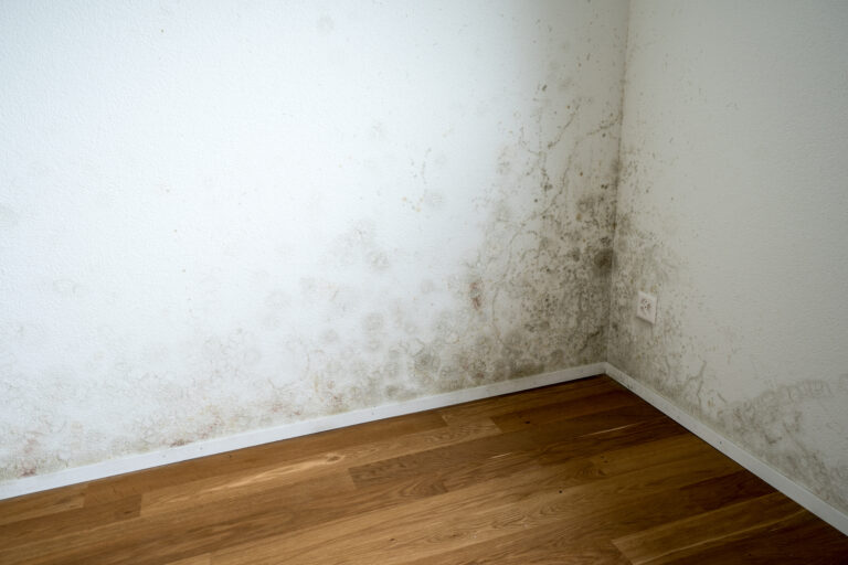 Schimmel an der Wand